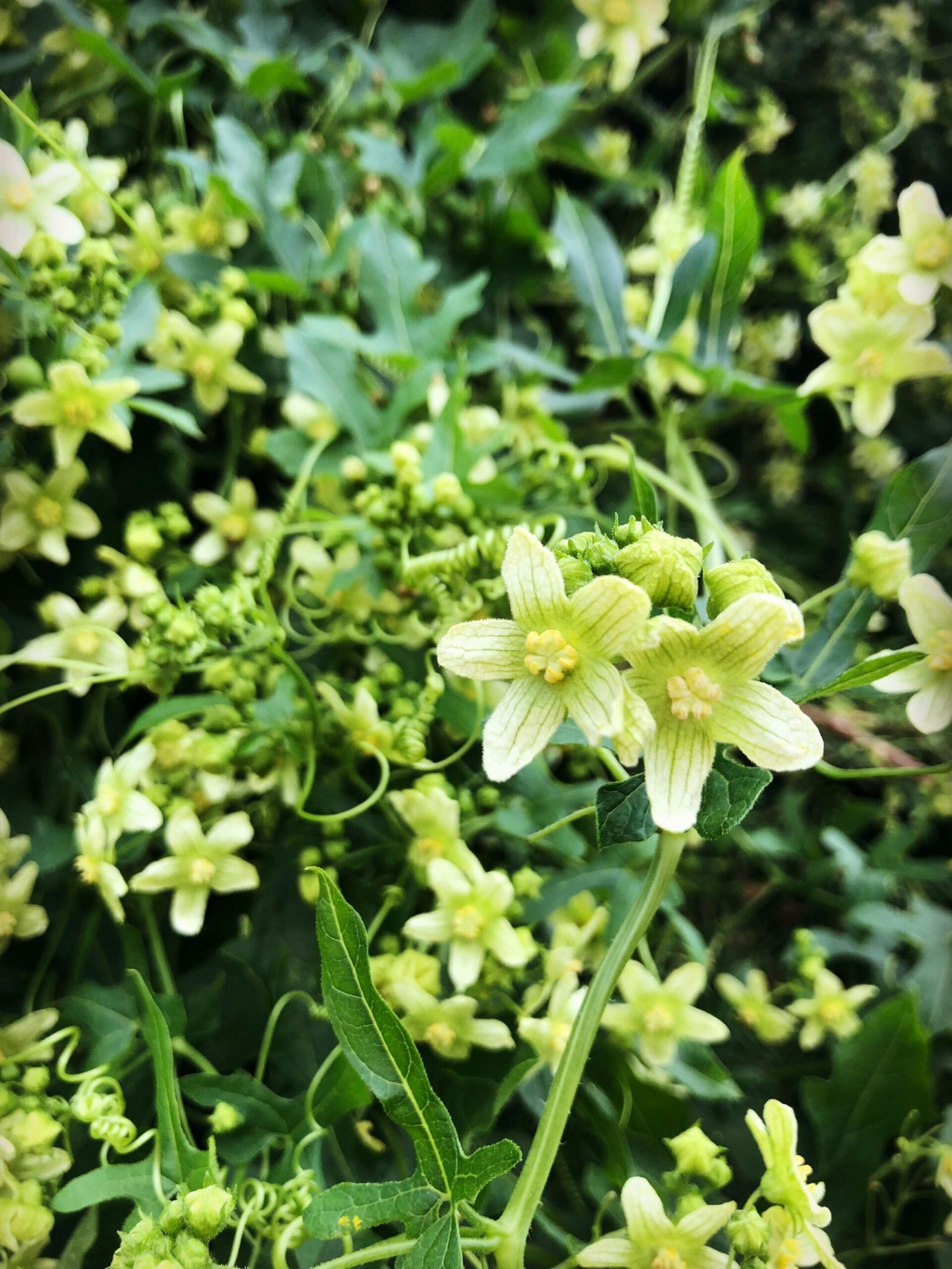 pexels-fj-robertson-36098874-34729790 fleurs de bach